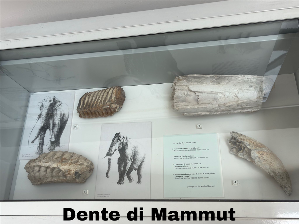 Sezione archeologica